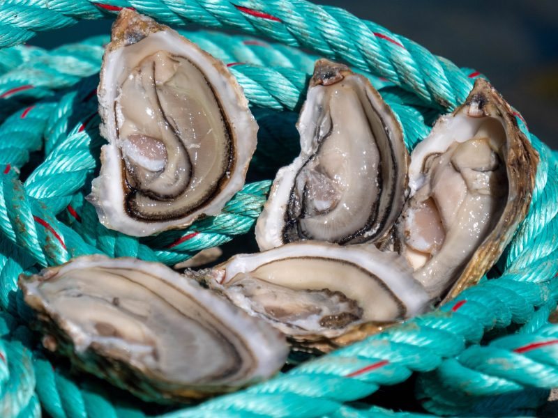 Ostras frescas sobre cuerdas de puerto, Marconil